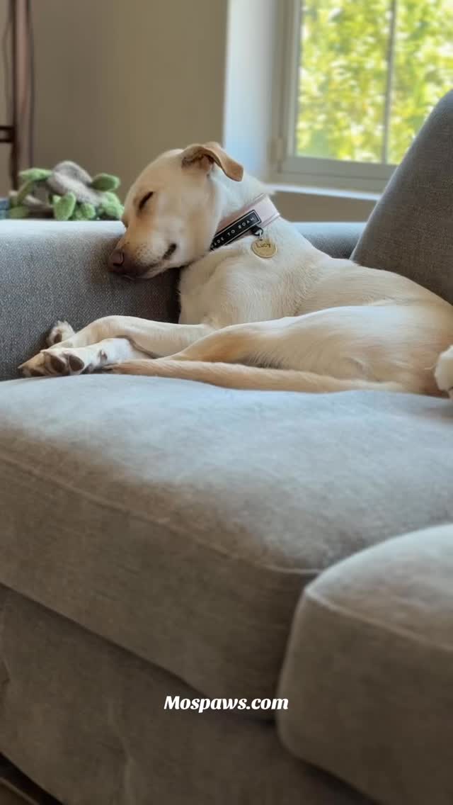 The best way to Wakey Wakey is to not. Thanks!! #dogsofinstagram #cutedog #morning