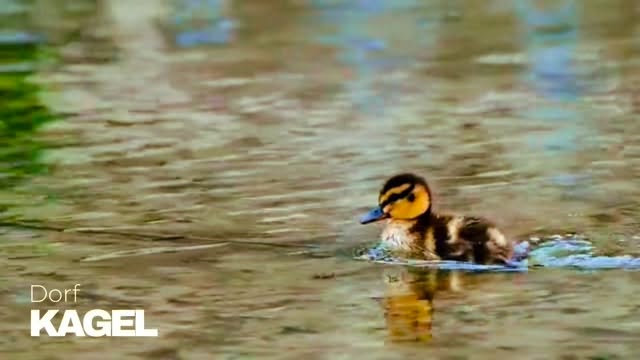 Wie clever sind unsere Enten? 🦆
Gerade passiert an unseren Seen etwas richtig Spannendes:
Der Frühling ist da, die Natur ist im Aufwachmodus - alles wird lebendig, laut und aktiv.
Frischgrünes Schilf wächst am Ufer, Wasservögel balzen, das Wasser ist klarer als im Hochsommer.
Im flachen Uferbereich ist richtig Bewegung - und mittendrin: die Enten.
Viele sind gerade beim Nestbau oder legen täglich Eier.
Und jetzt kommt der clevere Teil 👇
🥚 Eine Ente legt 1 Ei pro Tag
🥚 Insgesamt legt sie 7–12 Eier
🥚 Sie beginnt erst zu brüten, wenn alle Eier da sind
👉 Ergebnis: Alle Küken schlüpfen gleichzeitig. Perfektes Timing. Kein Nachzügler.
Gerade im April kannst du beobachten:
Enten verschwinden im Schilf (legen oder brüten), die Erpel sind noch dabei, ziehen sich aber bald zurück
Und wenn die Küken da sind?
🐥 Sie können sofort laufen, sofort schwimmen, und folgen direkt ihrer Mutter.
👀 Haltet die Augen offen:
Im Mai schwimmen die ersten kleinen gelb-braunen Flauschbälle durchs Wasser 🐥🐥🐥
🎣 Wer sich lieber fürs Unterwasser und das Angeln interessiert:
🐊 Der Hecht ist wieder frei
⛔ Schonzeit: 1. Feb – 31. März
🐊 Der Zander noch bis Ende Mai geschützt⛔ Schonzeit: 1. Apr – 31. Mai
Friedfische wie Karpfen & Schleie
haben meist keine Schonzeit, aber Mindestmaße beachten…
Petri!
Euer Heimatverein Kagel 💛
#meinkagel #naturliebe #entenküken #frühlingserwachen #dorfleben
Videos von Nicky ❤️🌿🐞🌿❤️ / Kraftvoll-Oase / Engin Akyurt / Pixabay