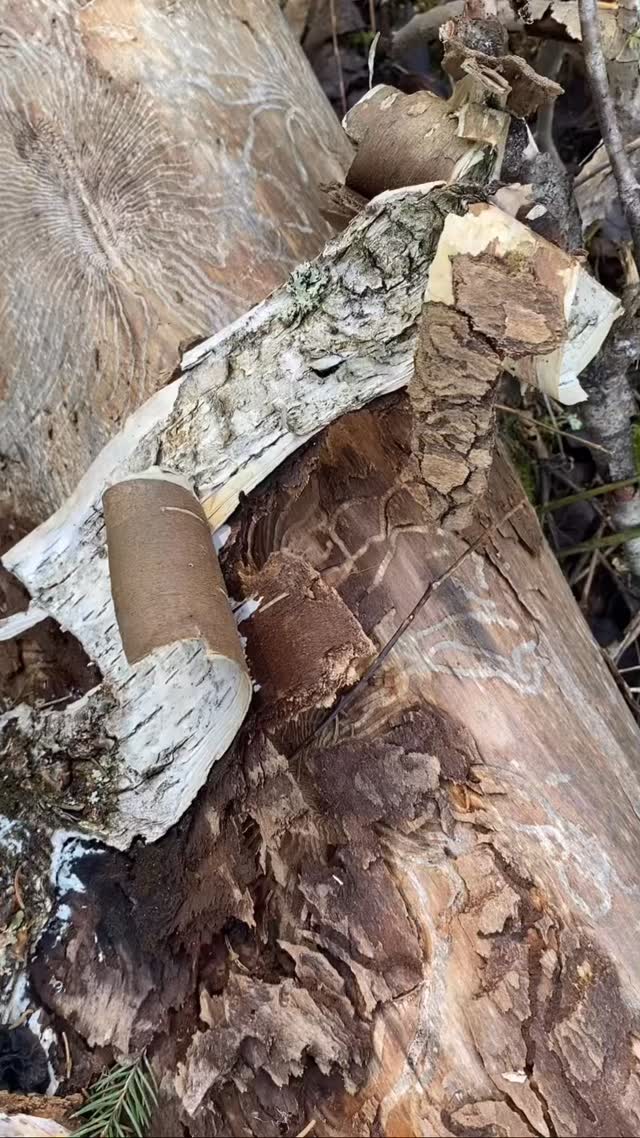 Some very spontaneous printing, painting and drawing in the forest.🙃🌿
#printmakingart #birchbark #barkbeetle #naturesounds