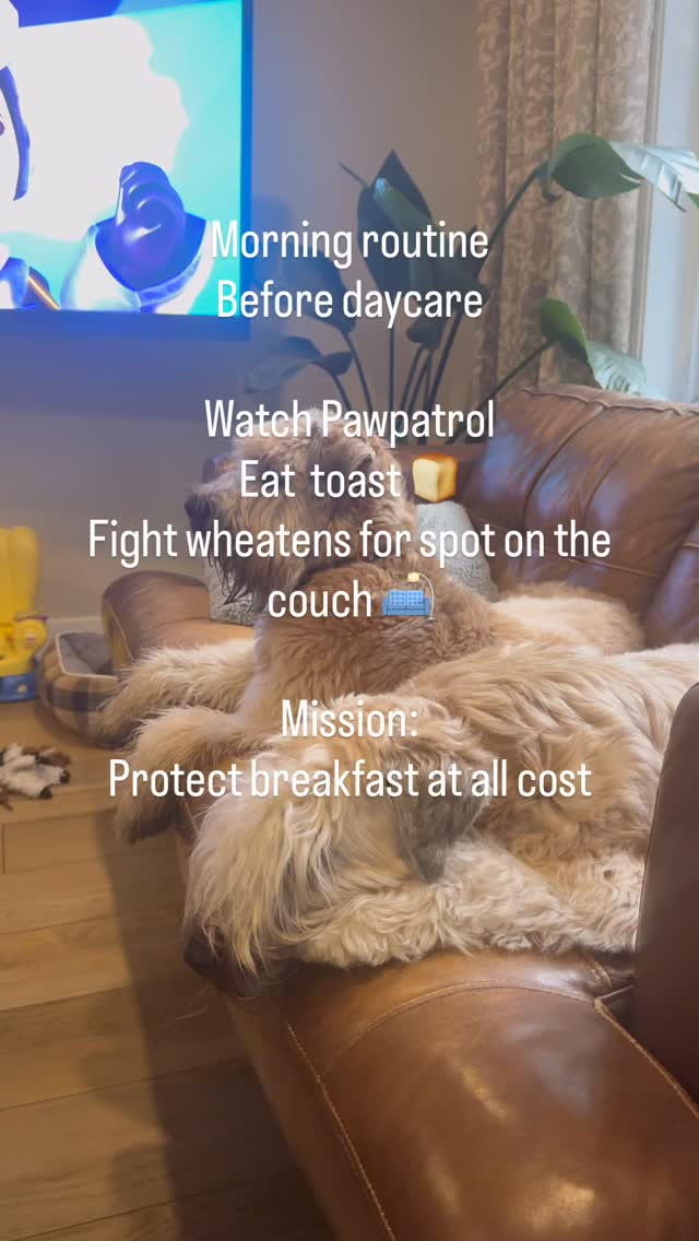 Morning routine #wheatenterriers #doglovers #puppysocialization #ckcchampion #toddler