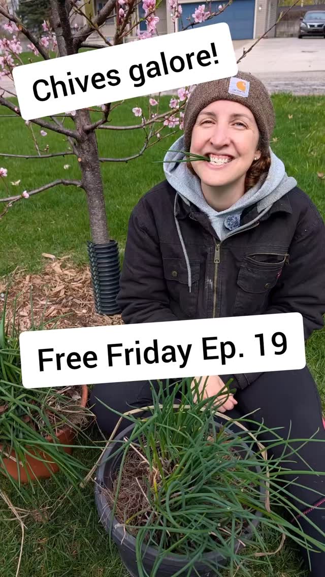 Free chives for Free Friday! 🌱🙌
We’re planting these around our fruit trees as a companion plant - they can help deter pests and support healthier growth.
Simple, practical, and FREE… that’s a win in our book!
Do you use companion planting in your garden?
#FreeFriday #CompanionPlanting #HomesteadLife #FruitTrees #GardenTips
