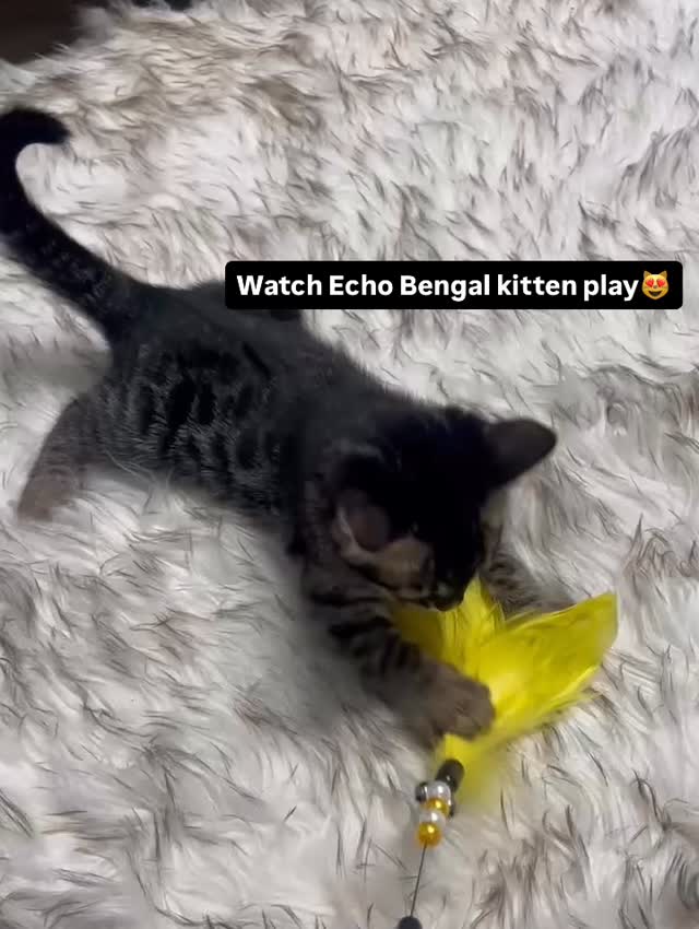 Echo is available and he loves to play with feathers 😻 isn’t he just a little cutie 😻 #bengal #bengalkitten #fyp #cats #bengalcats