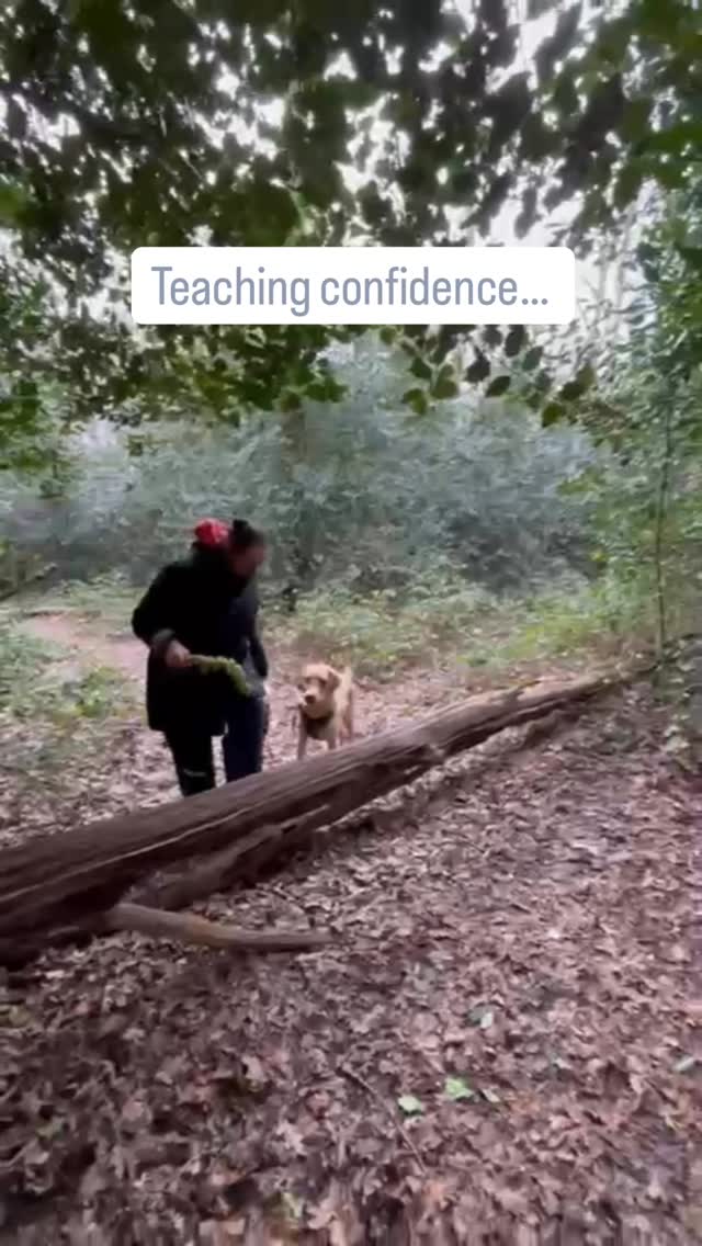 She tripped. I jumped like it was a 10ft drop. We were a disaster.
But she followed me anyway 🥹
That’s the whole point, building the kind of trust where your dog says “I don’t know what’s happening but I’m with you.”
If she can trust me when I’m flailing over a log, so can you. I don’t teach “perfect” dogs; I teach real partnerships that handle the “stumbles” of life together.
If you tripped over a twig right now, would your dog try to save you or just stand there and judge you? 😂
Tell me your dog’s “Judgment Style” in the comments! 👇