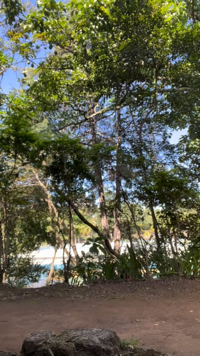 Aproveitando o sol de outono pra levar meu corpitcho e minha alma pra um “banho de floresta”.
A ciência já mostra que cerca de 2 horas por semana em contato com a natureza — caminhando sob as árvores, respirando os aromas das plantas, ouvindo os sons naturais — já são suficientes para:
• reduzir os níveis de estresse e cortisol
• melhorar o humor e a clareza mental
• fortalecer o sistema imunológico
E nem precisa complicar, nem viajar pra longe. Aqui em São Paulo mesmo tem parques deliciosos, vivos, democráticos… onde a vida pulsa em muitas formas.
Gente caminhando, crianças brincando, pássaros cantando, árvores cuidando do ar…e tantas pessoas e incontáveis seres que sustentam esse ecossistema acontecendo todos os dias.
De quebra, a gente ainda se reconecta com o tempo da natureza.
Agora, por exemplo, é época de pimenta rosa e abacate 🍃
Aqui no bairro, o parque Pelezão tem sido meu pequeno oásis urbano.
E você… já levou sua alma pra passear hoje?