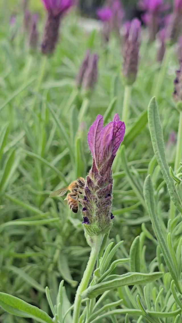 Did you know? 🐝
Bees remember their favorite flowers and keep coming back for more 🌼
Plant something they’ll love—shop blooms at Beyond Paradise Nursery 💛
#beyondparadisenursery #BeeSeason #pollinators🐝 #garden #plants