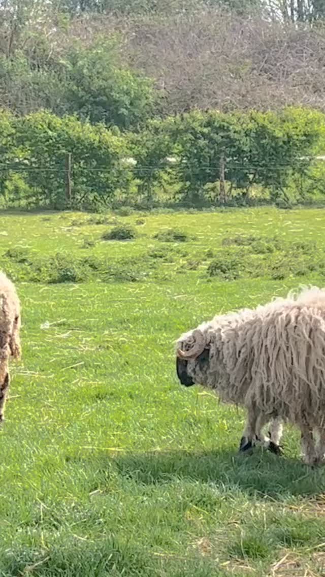 Lammetjes in de wei… de lammetjescrèche is officieel geopend 🤍🤍