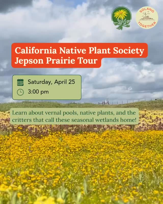 Join coalition partner California Native Plant Society next Saturday, April 25th at 3pm for a tour of Jepson Prairie!
Vernal Pools are a unique ecosystem–hard, claypan soil creates areas where rain pools during the winter and spring and critters like California Fairy Shrimp and California Tiger Salamander call this place home
Once dotting the Central Valley and other places throughout California, over 90% of vernal pools have been lost throughout the state.
Traditional grazing practices and ecosystem benefits of vernal pools have co-existed in Solano County, but California Forever’s proposed development puts this coexistence at risk.
Catch the beauty of these pools while you still can–join us on Saturday, April 25! 🌼🦐