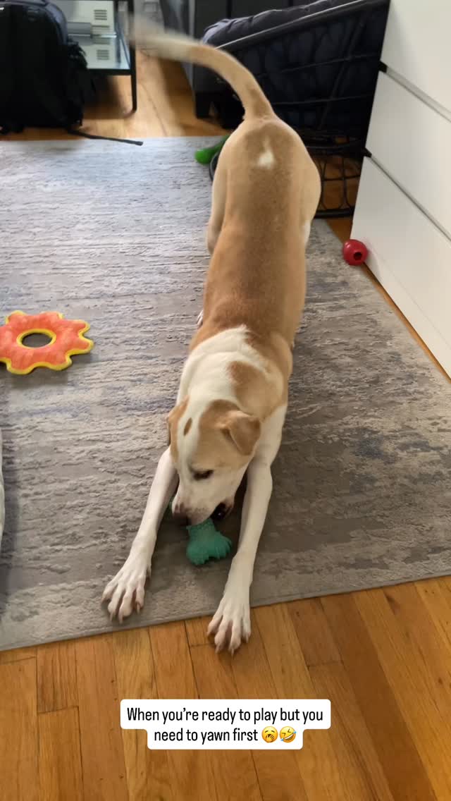 When youâre ready to play, but also a little sleepy⌠I can relate đ¤Ł
More of my time spent with Maddison coming soon đś
If youâre looking for a petsitter or dog walker in NYC who will care for your pet like their own, letâs get in touch!
For booking/inquiries:
đ§: hailey@nycpetadventures.com
đ: nycpetadventures.com
#nycpetsitter #nycdogwalker #dogsplaying #funnydogs #cutedogs