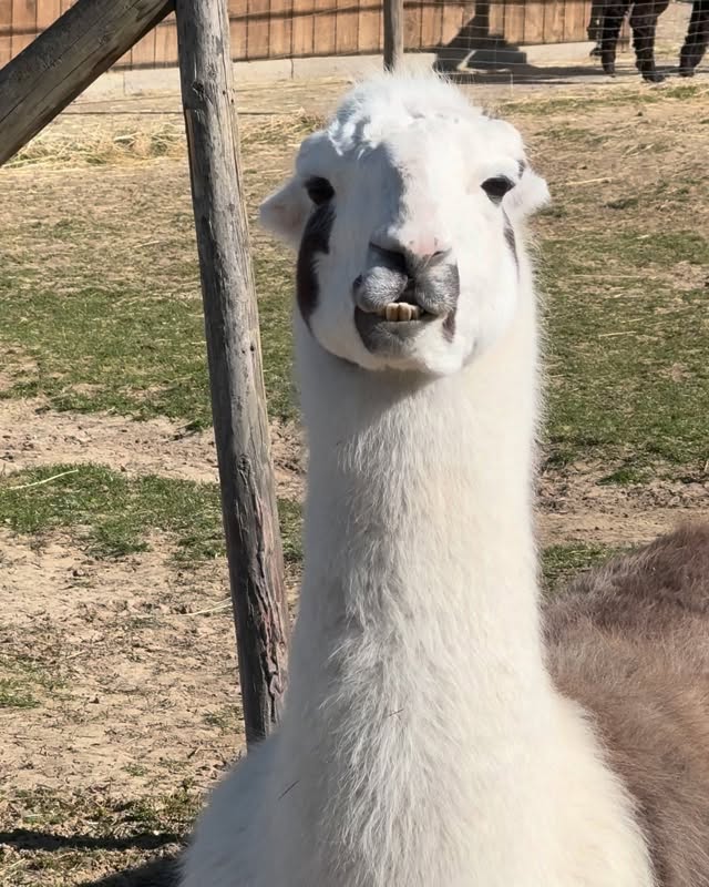 🦙
Professor Paul von und zu Selztallamas🧐 heute mit dem Lehrfilm:
„Der wiederkäuende Wiederkäuer“! 😁
Beobachtet meinen Hals, wenn ich aufhöre zu kauen, wieder anfange und wieder aufh