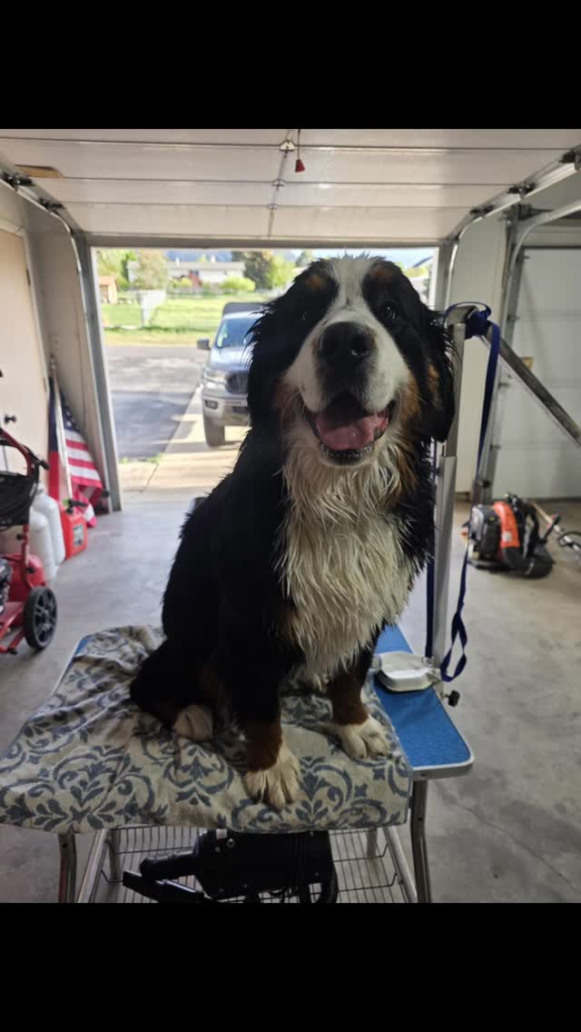 Bath day for Maisie!
#bernesemountaindog #bernesepuppy #bernesemountaindoglove #berneseofinstagram #berner