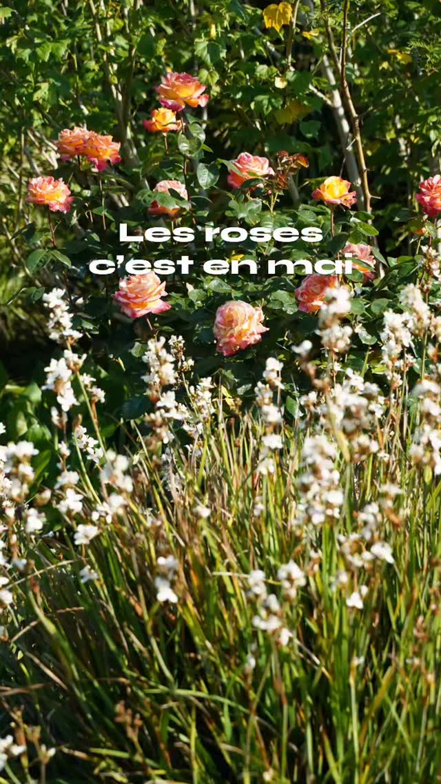 la première floraison opulente et parfaite des 300 rosiers c’est en mai
🌸ils sont dans tous les jardins et particulièrement dans la roseraie mis en scène dans un style naturaliste
🌸leur taille est un travail gigantesque, 3 semaines dans les épines sans compter le ramassage et le broyage mais quel bonheur
🌸tous fleurissent tout l’été avec des parfums épicés fruités ou tout simplement de rose
🌸ils se plaisent dans la terre argilo lumineuse acide du jardin et reçoivent du fumier tous les ans
Dès l’ouverture du jardin le 25 avril les roses font le show
Jardin des barthes classé remarquable 15mn d’Hossegor 30mn de Biarritz #jardinremarquable #rose #gardening #jardin #plantslover