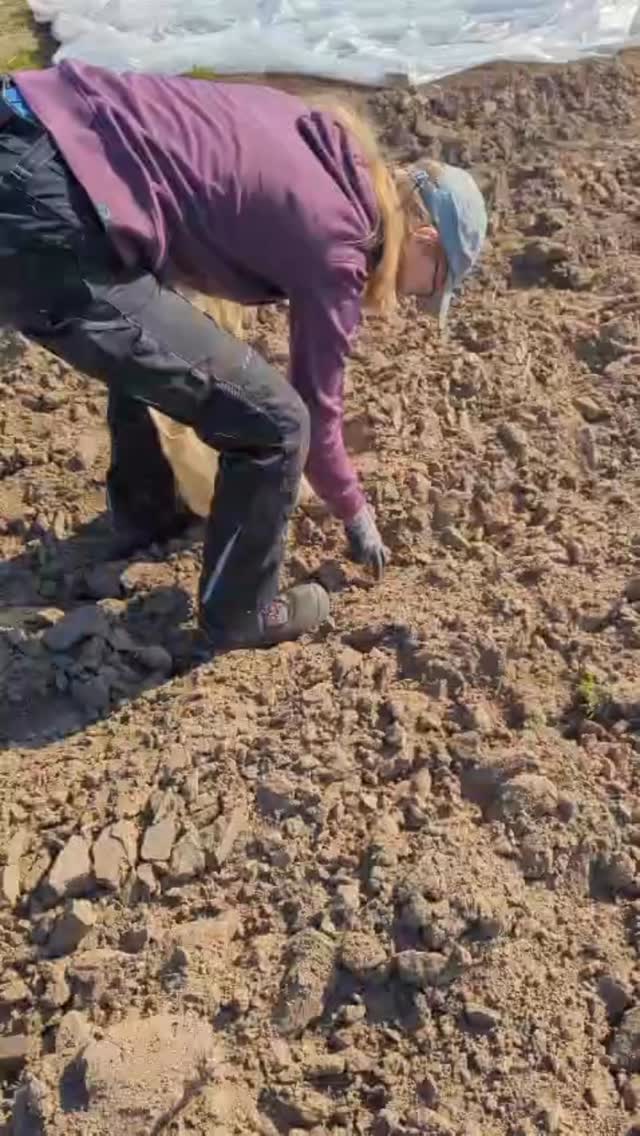 Man nennt es auch „ackern“ - FÖJlerinnen Caro @caro.thk und Nele @nele_well setzen Kartoffeln.
Danke an @_nele_1101 für die Aufnahmen!