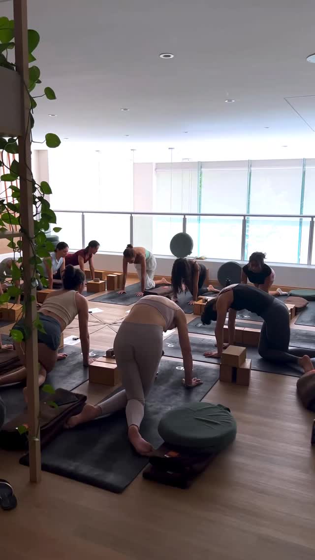 ✨FORMACION DE KATONAH YOGA: El Mapa del Cuadrado Mágico
Un intensivo de 10 horas para medirte, orientarte y transformarte.
¿Sabías que tu cuerpo es una mansión y que la mayoría de nosotros solo usamos una habitación? Te invitamos a este taller intensivo junto a Majo Lovejoy y Selva Aliss, donde exploraremos la geometría sagrada del Katonah Yoga para encontrar el centro de nuestra propia circunferencia.
🗓️ 16 y 17 de mayo
📍The Ágape Wellness Experience, Cbba
🕑 Horario: 2:00 PM a 7:00 PM (ambos días)
Duración: 10 horas de práctica e inmersión teórica.
✨El Programa:
Estructurando el Ser
Dividiremos el Cuadrado Mágico en dos jornadas de exploración profunda:
Día 1: Los Pisos del Ser (Fundamentos)
Nos enfocaremos en la jerarquía vertical del cuadrado para entender cómo subimos y bajamos en nuestra propia estructura:
- Estabilidad: El sótano, nuestras raíces y el soporte.
- Habilidad: La planta baja, nuestra capacidad de acción y herramientas.
- Visión o Imaginación: El ático, donde ampliamos la perspectiva y proyectamos el futuro.
Día 2: Los Lados del Ser (Dirección)
Exploraremos la lateralidad y la relación con nuestro entorno y el cosmos:
- Lado Solar: La acción, el dar, el futuro y el lado derecho.
- Lado Lunar: La recepción, el pasado, la memoria y el lado izquierdo.
- Lado Estelar: La conexión con lo infinito y el eje central.
🧘 ¿Qué aprenderás?
- A usar el Cuadrado Mágico como una herramienta de diagnóstico personal.
- Ajustes manuales y el uso de props para “envolver” el cuerpo en su geometría natural.
- Técnicas de respiración (Pranayama) para mover la energía por los cuadrantes.
- Cómo organizar tu práctica para que sea funcional, no solo física.
🎟️ Inscripciones y Reservas +1 5039560383
No pierdas la oportunidad de refinar tu práctica con este mapa milenario adaptado al mundo moderno.
💰Inversión:
- Earlybird: Bs.850 (1 persona)| Bs.1560 (2 personas)
- Precio Regular: Bs.950 (1 persona) | Bs.1760 (2personas)
* Cupos limitados✨