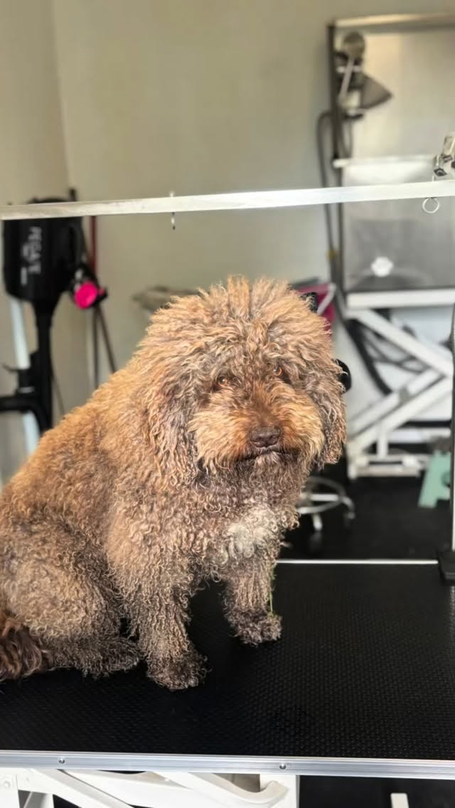 Mozart not to short cut 😅 #doghaircut #grooming