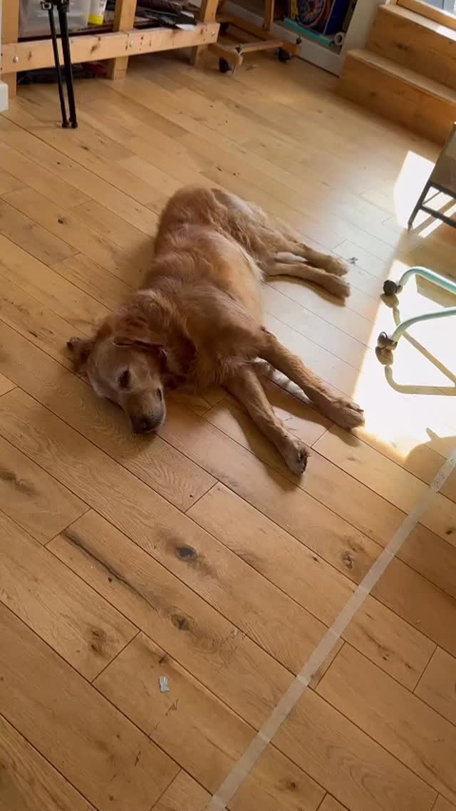 These guys keep me company during the day. And soon there will be a new member in the furry studio friends gang! In typical dog fashion Flint is glued to my side whilst peanut is an occasional visitor. She’ll come for a pet, take a swipe then walk off. Cat style 🤣 flint probably wasn’t jealous, just wary! #petsforlife #dogsandcats #animalfriends