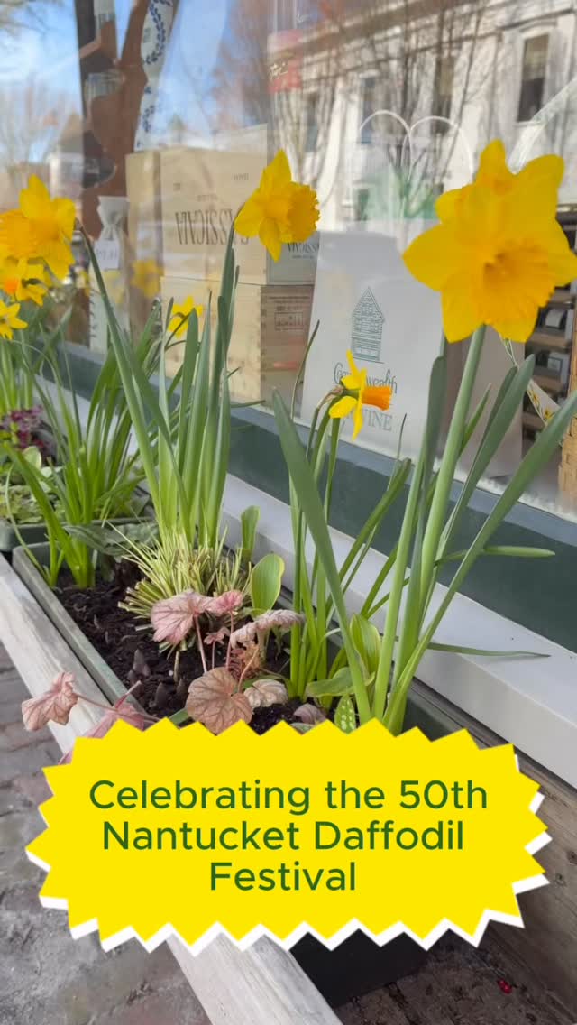 This weekend is the 50th annual Nantucket Daffodil Festival presented by @ackchamber - a weekend of events to celebrate springtime on our island. Swing by Mitchell’s and Bookworks for books on daffodils, the festival, and items perfect for your daffy picnics.
We have two book signings at Mitchell’s Book Corner this weekend as we also celebrate @indiebookstoreday!
Friday April 24th
10:30am - 11:30am
@andreamoriartyauthor author of “daffy”
Saturday April 25th
10:30am - 11:30am
@nancythayerbooks author of “Summer Light on Nantucket”