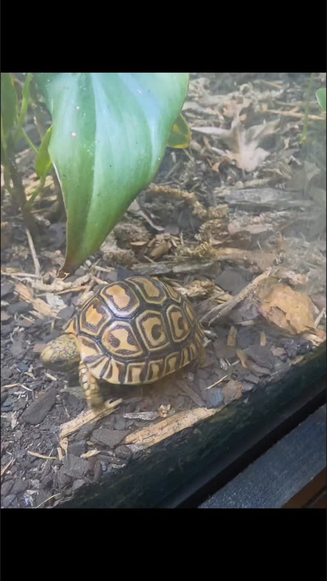 🐢 Meet the Newest Members of Khaveman’s Reptiles 🐢
We’re excited to introduce two absolute showstoppers that just joined the KhaveCrew…
🦇 Batman
❤️ Elegans
These stunning Leopard Tortoise are known for their bold, high-contrast shell patterns that look straight out of nature’s artwork — and these two definitely live up to the name 🔥
🌍 Native to the grasslands and savannas of Africa, Leopard Tortoises are one of the larger tortoise species, known for their calm demeanor and impressive growth potential.
💥 Why we’re hyped about these two: • Insane patterning already showing
• Strong, healthy, and active
• Future giants in the making
• Perfect ambassadors for the species
We’re pumped to watch these two grow and thrive here at Khaveman’s. Stay tuned… you already know we’re gonna keep y’all updated 👀🔥
#KhavemansReptiles #LeopardTortoise #StigmochelysPardalis #TortoiseLove #ExoticPets