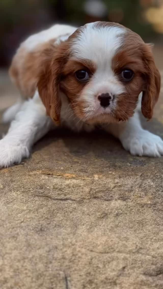 The boys are back in town. 🐾🎶
Healthy. Happy. Ready to find their people.
Tinkerpups is a respected Cavalier King Charles Spaniel breeder with health-tested parents and puppies raised with care from day one.
Males available — contact us to learn more. 💛
#tinkerpups #cavalierpuppies #healthtestedparents #cavalierkincharlesspaniel #puppiesavailable