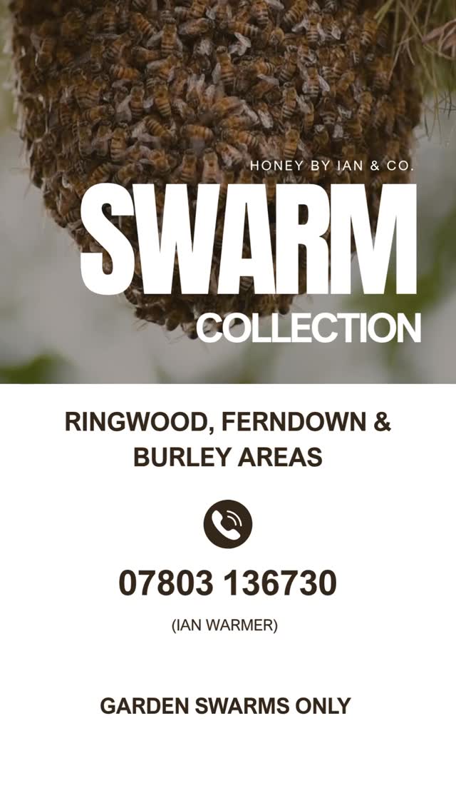 SWARM SEASON 🐝
Swarm season is nearly here! If you spot a cluster of bees hanging in a tree, hedge or garden in Ringwood, Ferndown & Burley Areas:
📞 Call Ian on 07803 136730
Swarming is a natural behaviour — bees are simply looking for a new home. They’re usually very calm, but they do need to be safely rehomed to survive.
Please don’t spray or disturb them — give us a call instead!
#BeekeepingUK #SwarmSeason #BeeRescue #RingwoodBees #FerndownBees