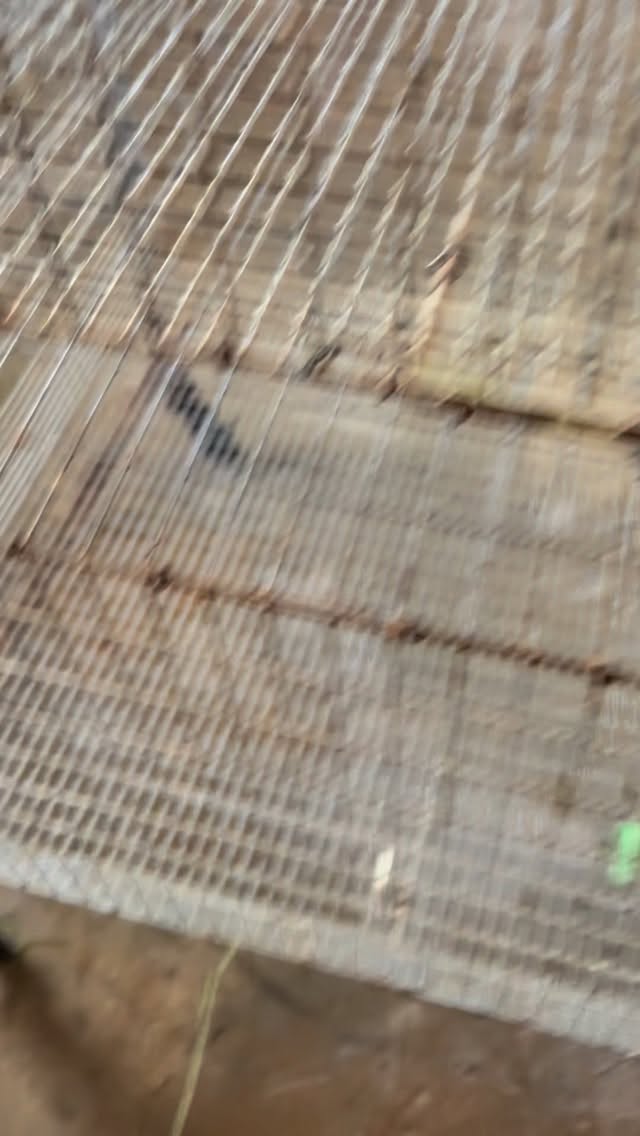 Just a casual day torching cages 🔥🐰
Not all bunny breeders go this far… but we do 🤍
We take sanitation very seriously around here - our buns deserve the best!