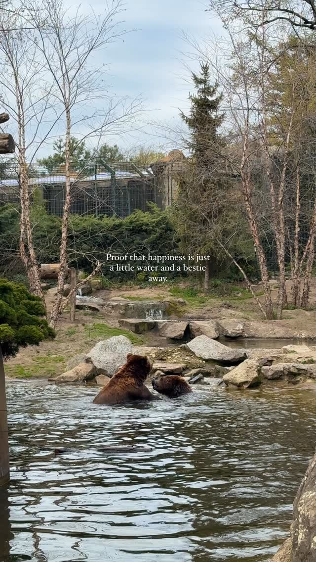 Caught the cutest troublemakers making a splash at Berlin Zoo 🐻💦
Hugging tugging and a bit of “did you just splash me?!” energy. 😅🤯 Could watch all day.
#zooberlin #berlin