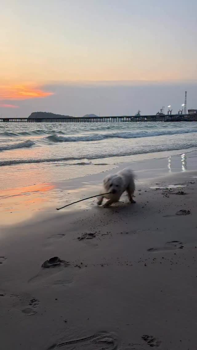 เมลโล่ ก็มาเที่ยวทะเลสัตหีบเหมือนกันนะคับ