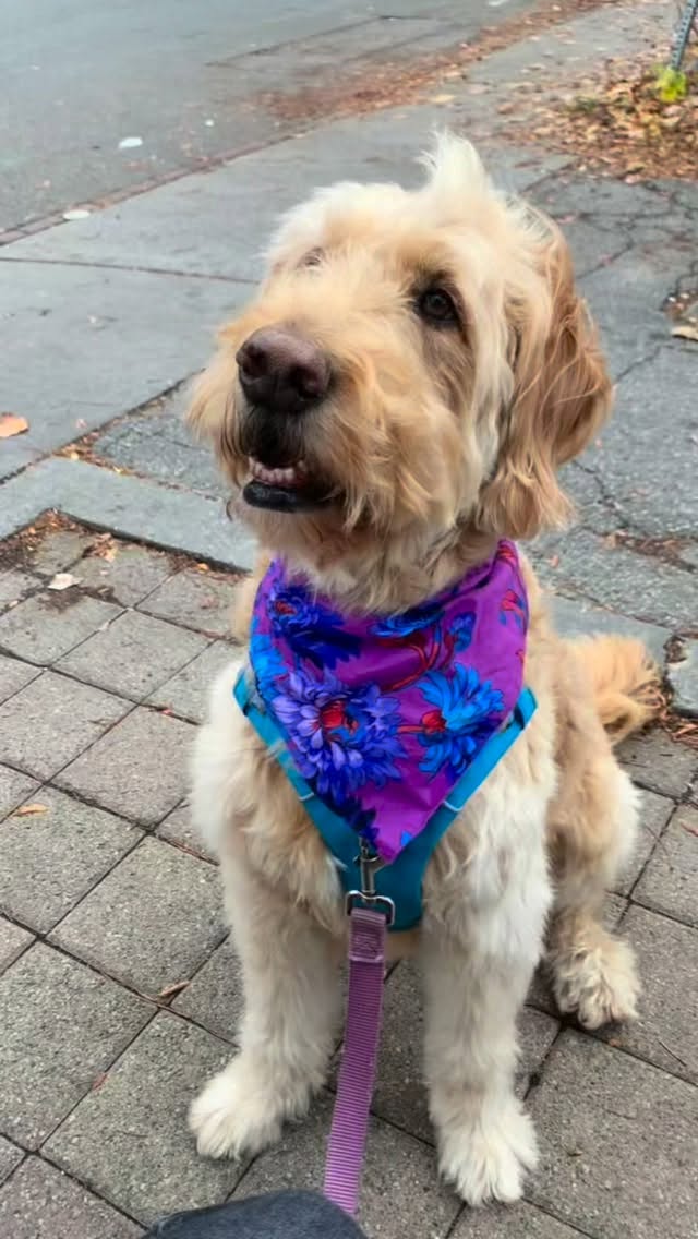 šRest in peace, sweet Bennie. I am forever changed because of you.
Eleven and a half years ago, Bennieās cute little scruffy face popped up when I was casually browsing online for pups that needed rehoming. Within just an hour of first seeing his face, Bennie was on his way home.
I loved him the instant we met, sharp puppy teeth and all, and my love for him only continued to grow over his too short life. He bounded into my heart at a time when I was deeply depressed and anxious, and he instantly became an unofficial therapy dog, getting me off the couch and making me feel alive again when I had forgotten how.
Our deep bond formed over daily adventures at the dog park, endless training sessions, many āwhat was I thinkingā moments in his teenage years, and hours and hours of snuggles. Bennie was the purest kind of love, teaching me joy and presence in ordinary moments. He was a true adventure boy, loving splashing around in the water, digging for rocks, chasing squirrels, and playing ball like his life depended on it. He just wanted to be wherever we were.
Bennie was a gentle, sensitive soul who just wanted to love and be loved. He knew my routines, he sat with me in calm mornings, sharing a quiet understanding. He loved me through my worst days without asking for anything in return. Bennie was by my side through so many difficult times, a steady presence that I counted on. His eyes peered deep into my soul and comforted me until his very last day.
And now, the thought of facing each day without my best boy by my side is excruciating. The pain and deep grief I feel is consuming my heart and soul in a way thatās unexplainable. Hurt and loneliness cloud my days, the ache steals my breath, and thinking about life without him makes my heart break into a million pieces.
No amount of time with you could ever be enough. I love you, my sweet boy, and I will miss you until the end of time.