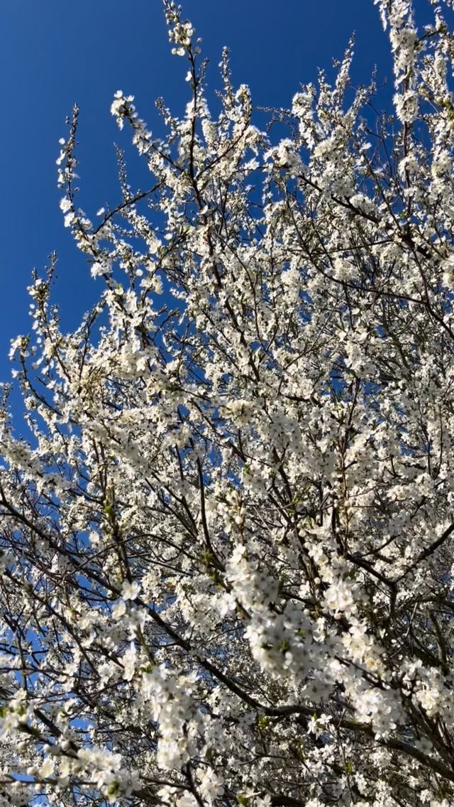 Foråret spirer – og lige nu blomstrer mirabellerne 🌿
De små, hvide blomster er ikke bare smukke – de er også fyldt med liv. Jeg har samlet dem og lavet en vild fermenteret drik, hvor naturens egne bakterier og gær får lov at arbejde.
Det er noget helt særligt at bruge det, der vokser lige omkring os. At følge sæsonen. At lade naturen være en del af vores køkken – og vores sundhed.
Fermentering er en enkel måde at støtte både fordøjelse og mikrobiom på – og samtidig skabe smag, der ikke kan købes.
Hvis du er nysgerrig på, hvordan du selv kan komme i gang, holder jeg fermenteringsworkshop på lørdag.
Skriv til mig, hvis du vil med.