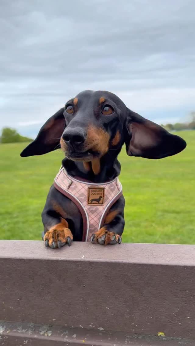 We could watch Frank’s flappy ears all day long… how about you? 🤎
Frank is wearing a size XS in the Chestnut Plaid harness ✨
Why pick DoxieLite? 🪶
🤎 Shape designed exclusively for dachshunds, with a longer and slimmer chest piece
🤎 No rubbing or chafing under the arms
🤎 Lightweight design with petite buckles
🤎 Reflective strip and stitching for nighttime safety
Happy Saturday, sausages! 🌭
#happydachshund #flappyears #cutedogsofinstagram #dogreels #dachshundharness