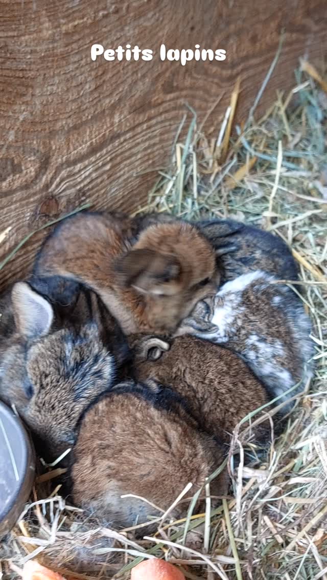#lapin