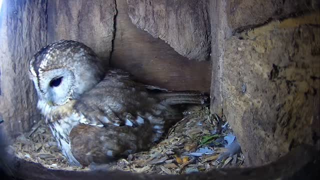 2Aluco’s incubation is nearly over. Is this 2nd clutch, fertile? The eggs are due to hatch in the next few days.
Keep your eye on the live camera, via my website!
