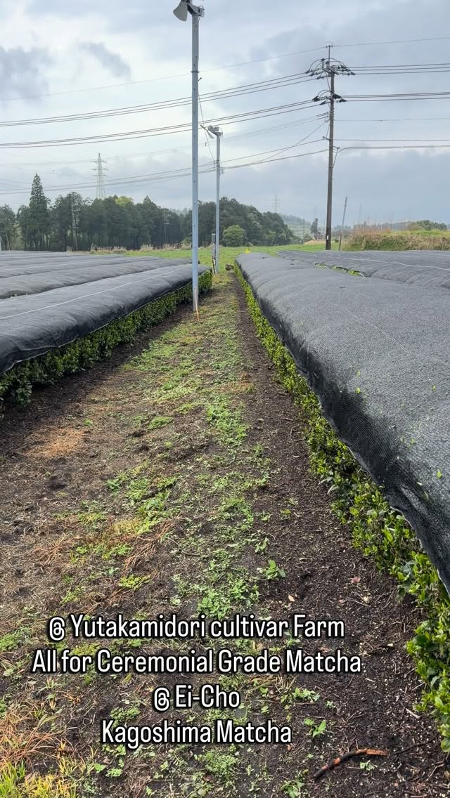 @ Yutakamidori cultivar Farm! All for Ceremonial Grade Matcha! @ Ei-Cho
KAGOSHIMA MATCHA GREEN TEA Available @kabaseicha
Please Always DM Us For your Orders
Email: info@kabaseicha.com
@ Ei-Cho Green tea city
#Eichokamibeppu
KAGOSHIMA MATCHA - 鹿児島抹茶
KAGOSHIMA CHA - 鹿児島茶