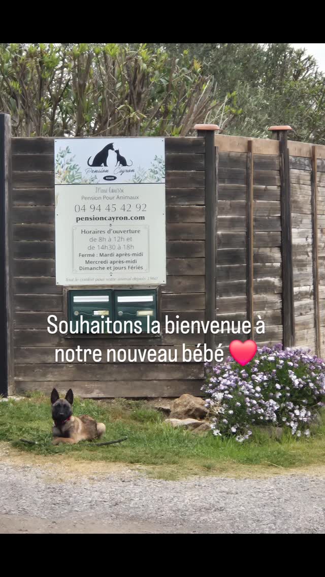 Heureuse de vous présenter notre nouveau bébé malinois de 4 mois ❤️ #bébéchien
#malinois
#éducation
#bêtises