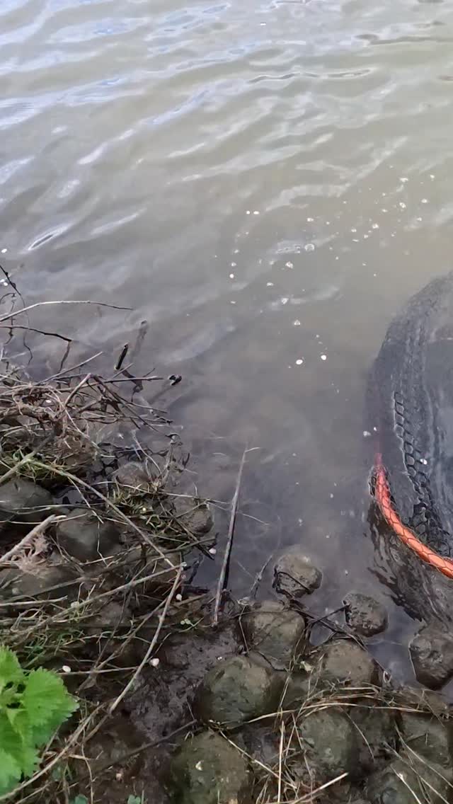 Release! #fishing #fish #pikefishing #fishes #pike