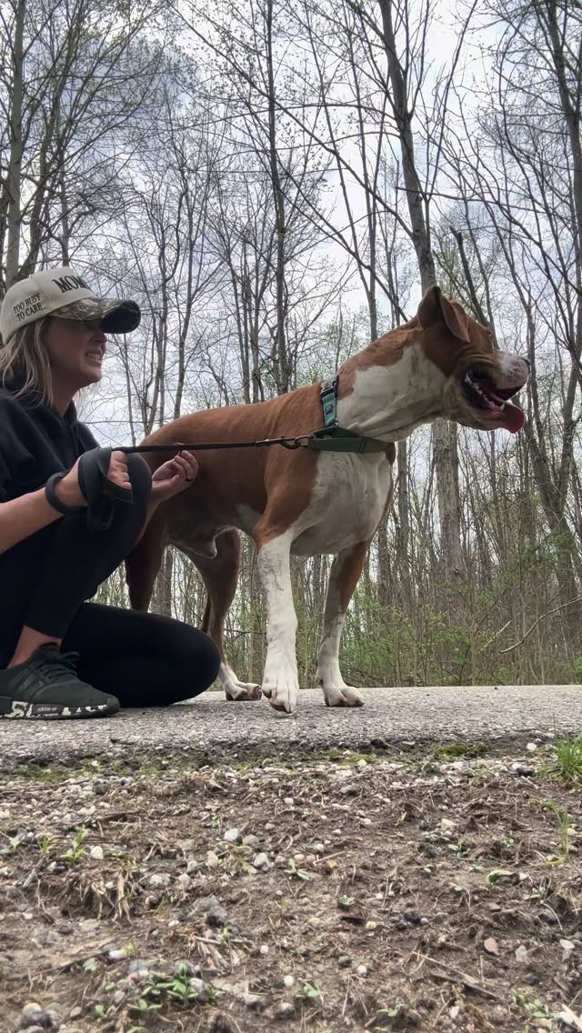 REDD ❤️ He just wants someone to choose him!
Redd was adopted in 2024, but sadly returned after more than a year in a home. You can imagine how shocking and heartbreaking it was for him to come back to the pound. He wants nothing more than to be snuggled up to his person at home. We haven’t seen that side of him here because his heart aches. He truly needs a hero!
- Lived in a home with other dogs
- Not cat tested
-Best with older children due to his size
-Potty trained and crate trained
-Loves playing and knows basic commands
-Estimated to be about 3 years old
-Weighs 80+ lbs
-Bully/hound mix
Since returning, Redd hasn’t received a single application. Where is this boy’s hero? Come meet him—you won’t regret it! 💞
Please complete your application today 🤗
love, taylor & rob ❤️🐾
http://dogwarden.co.trumbull.oh.us/dw_adoptablesearch.html
Trumbull County Pound:
7501 Anderson Ave.
Warren, Ohio 44484
330-675-2787