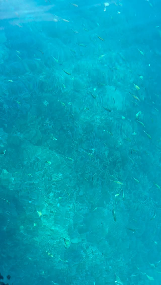 今日のヤビジ💙
船の上から海の中が丸見えでした😳