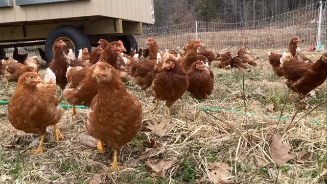 Curious ladies enjoying the fresh grass. We moved them to a new spot last night and they have lots of young shoots to peck on. Just listen to those happy chicken noises!! #happyhens #happychickens #pastureraisedeggs #certifiednaturallygrown