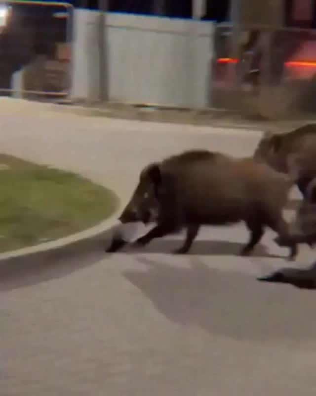 🇨🇳🤖 Um robô na China expulsou com sucesso javalis selvagens depois que eles entraram em um bairro residencial.