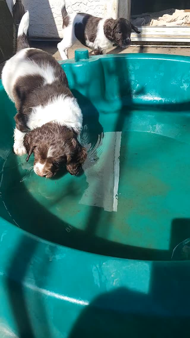 Today's shenanigans
#dog #puppy #spaniel