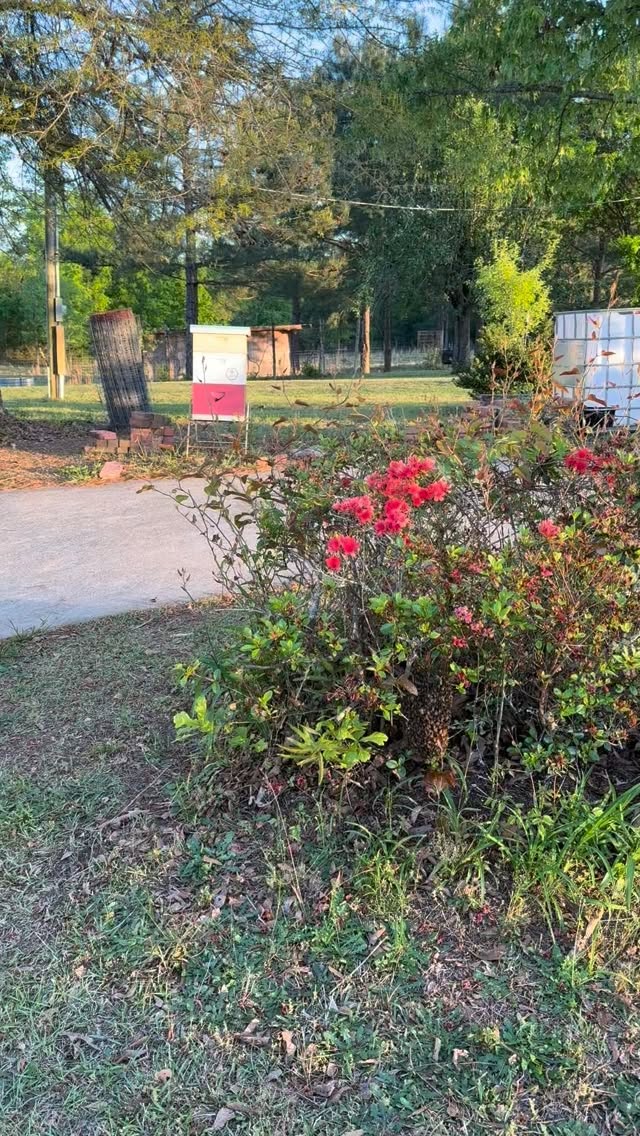 Caught a swarm this evening. Love when they stay low and sre easy to get!! This brings us up to 4 hives.