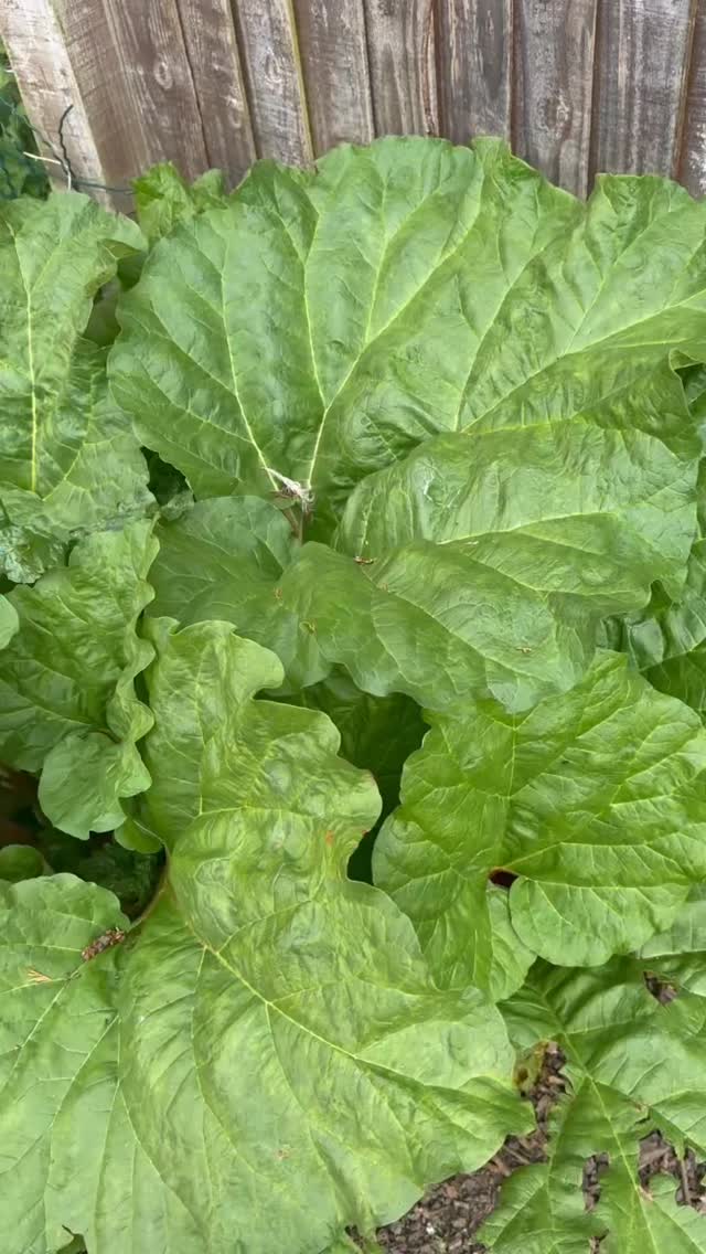 Make a rhubarb and custard cake with #marthahollis 💖