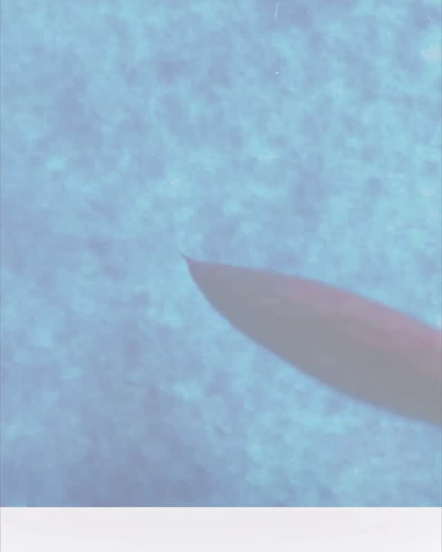 Et si on parlait des couleurs 🎨 ? LE BLEU 💙
Le bleu fait partie des couleurs de base qu’on perçoit. La lumière est captée par la rétine, puis le cerveau la traduit en sensations de couleur. Mais une couleur, ce n’est jamais juste quelque chose qu’on voit. C’est aussi quelque chose qu’on ressent.
💙 Le bleu est souvent associé au calme, à la profondeur. Il ralentit un peu le regard, il apaise, il ouvre un espace plus intérieur. Il y a quelque chose qui se pose avec le bleu.
🎨 En médiation artistique à visée thérapeutique, il est souvent proposé pour apaiser les sens et accompagner ce mouvement vers l’intérieur, comme un retour à soi. Il peut être utilisé en peinture dans un processus de relaxation, notamment en aquarelle sous forme de “bain de couleur” au pinceau, ou dans une approche plus symbolique et figurative à travers le trait (feutre, crayon, pastel). Il n’impose rien, il accompagne.😌
💙 Et puis le bleu n’est jamais un seul bleu : indigo, outremer, cyan, turquoise, viridien… Chaque nuance change légèrement la sensation.
🟠 Sa couleur complémentaire est l’orange, une couleur chaude et dynamique qui vient équilibrer son effet apaisant.
💙 Première couleur de la série.
#arttherapie #mediationartistique #couleurs #bleu #aquarelle #bienetre #expressionartistique #creativite #corpsetesprit #santeemotionnelle #santementale