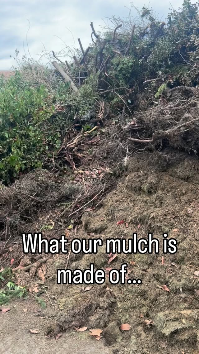 After our reel last week, a lot of you asked what our mulch is made of.
We start with commercial landscape debris that’s brought onto the farm, then let it break down for a few weeks while we monitor it and make sure it’s decomposing properly.
Once it’s ready, it goes through a grinder and then a screener. The screening process removes the larger pieces and creates a finer, more consistent material.
From there, it’s ready to go back out into the fields.
This allows us to take organic material and turn it into something that directly supports our blueberry plants each season.
#hoffmanfarmsstore #spring #pnw #mulch