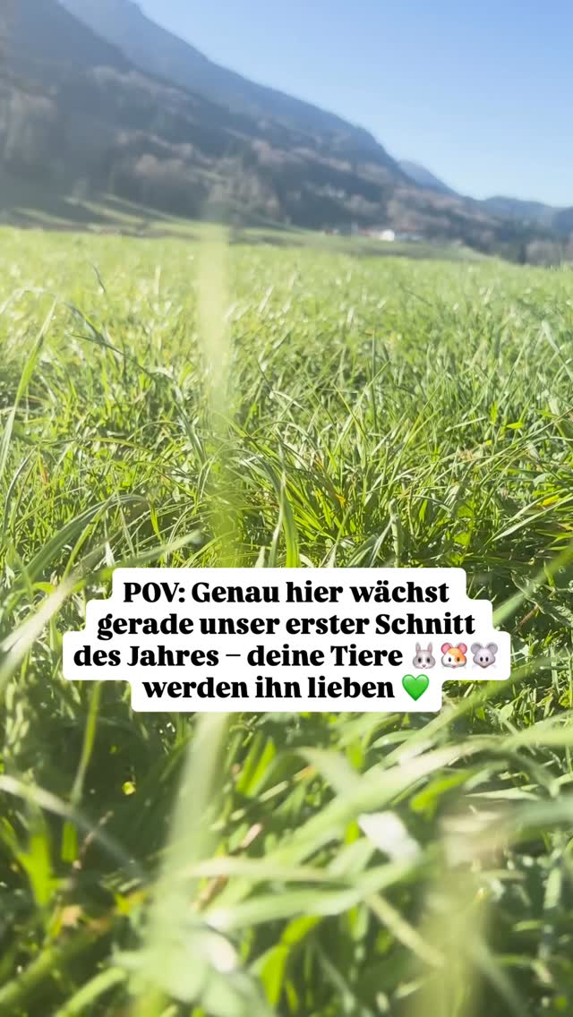 Frisch gewachsen auf unseren Bergwiesen 💚. Der erste Schnitt des Jahres nimmt gerade richtig Fahrt auf 🤩.
Nur noch wenige Wochen… dann heißt’s: mähen 🚜. Und wenn’s Wetter mitspuit, hamma Ende Mai scho des erste frische Heu für eich abgepackt 🥰🌱.
Grün, duftend, aromatisch – genau so, wia’s sei soi 🌼🌿. Für glückliche Tiere & Besitzer 🤗.
Wir kenna’s kaum erwarten… und ihr? 😍