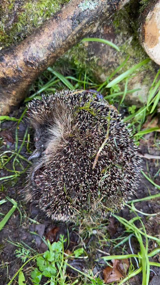 Last week, I captured a clip of a hedgehog in the garden…. The first I’d seen here.
Sadly, I found a dead one in the garden today. Seemed a good weight…. I wonder what happened to it? So sad that the first hedgehog I have seen on my land has died.
Let’s hope there are more around… 🤞🤞😟🦔