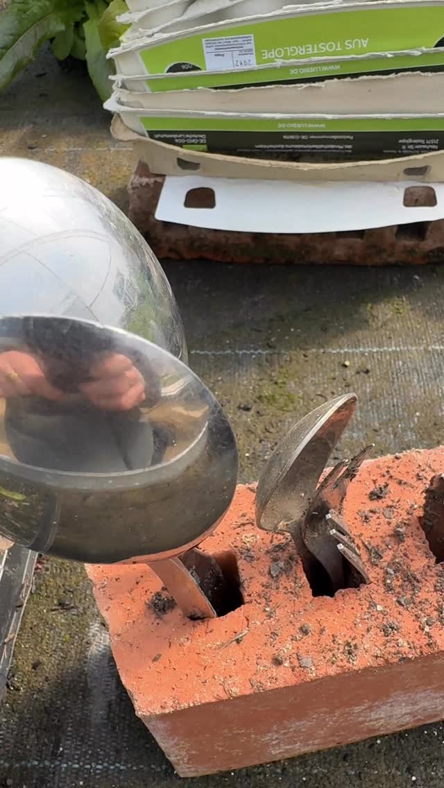 Pflanzenmarkt: Jedes Wochenende im April bekommt ihr Beratung und könnt direkt im Folientunnel Pflanzen kaufen.
Genießt den Besuch auf unserem Hof!