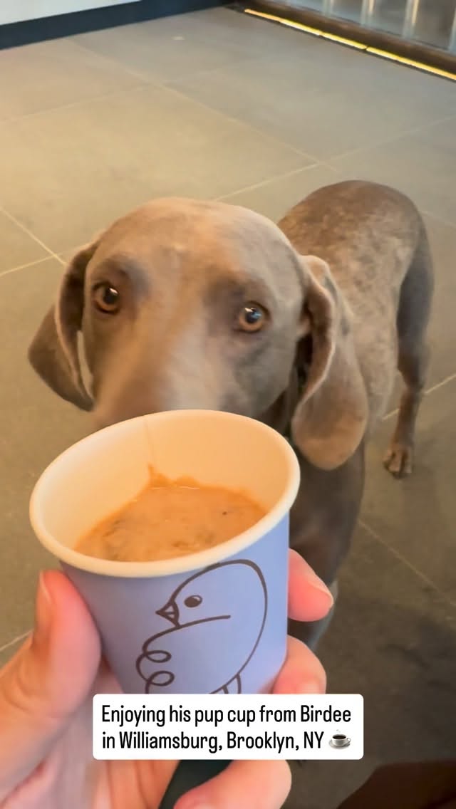No hands (or paws) required for @basil.the.weim to eat his pup cup from @birdeenyc đŚâď¸đ
As a petsitter and dog walker in NYC, I love taking pups on adventures like this đž
For booking/inquiries:
đ§: hailey@nycpetadventures.com
đ: nycpetadventures.com
#nycdogwalker #dogsofnyc #pupcup #cutedog #dogsofinstagram
