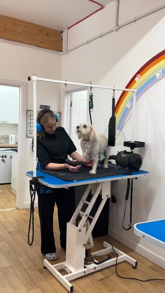 We love sweet Roscoe, but we have to laugh at his singing from the moment his mama drops him off until almost half way throughout his groom. As soon as this little Schnoodle walks through the door, the ear defenders are at the ready! 🤭🎶 and Sophie’s face was a picture! (sorry Soph).
Don’t worry, he really does enjoy being here! Roscoe is an absolute golden boy throughout the grooming process, he just likes to make sure he’s heard during the first half.
We don’t mind the serenade though, it’s all love here! He’s just sharing exactly how much he loves his pawrents (and making sure he’s the centre of attention). 💙 We always love to finish off with the best cuddles and a little play.
Whether they’re silent superstars or vocal legends like Roscoe, we love every quirky personality that walks through our doors.
What does your dog do that makes the personality shine? ✨