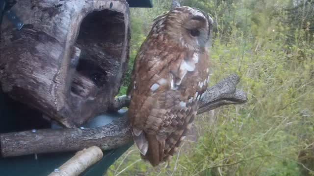 Between 8-8.30pm, Seren sits outside the box for a while… before she leaves to go hunting. It’s a lot darker than the camera suggests as it is really good in low light levels….
The blackbirds go crazy!!!!!