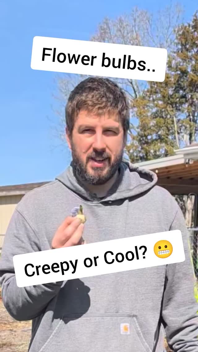 Found these bulbs in the garden and I’m not gonna lie… they kinda creep me out 😅
No idea what they are — but now I’m curious.
What do you think… do flower bulbs give anyone else the heebie jeebies?
#GardenFinds #HomesteadLife #BackyardGarden